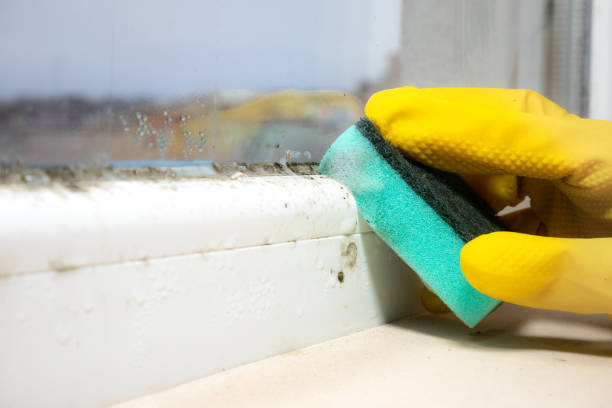 Home Mold Removal in Fairview, TN