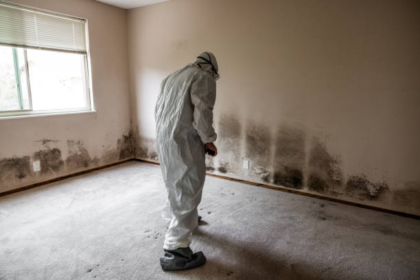 Best Office Mold Removal Services  in Fairview, TN